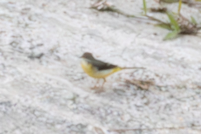 konipas horský - ML645845758