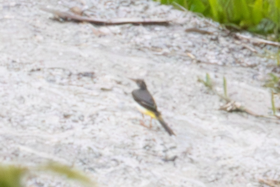 konipas horský - ML645845759