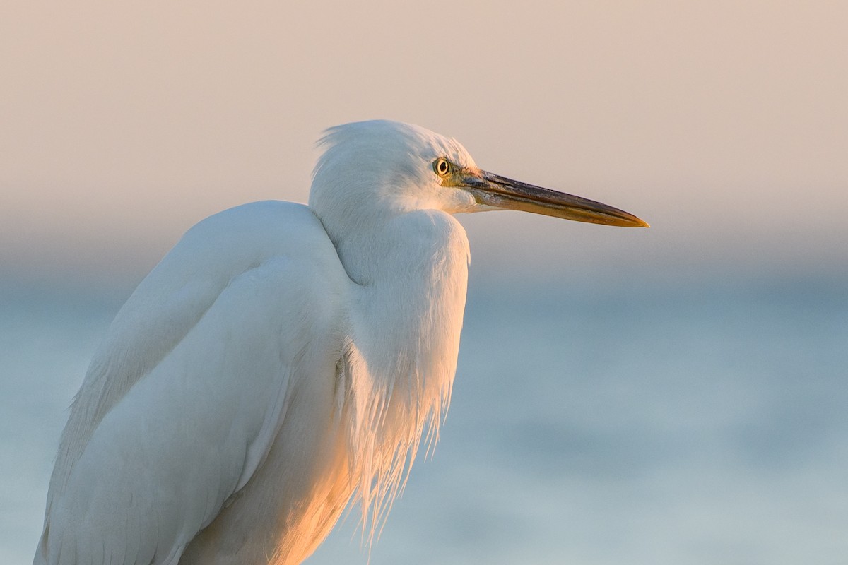 Western Reef-Heron - ML645845773