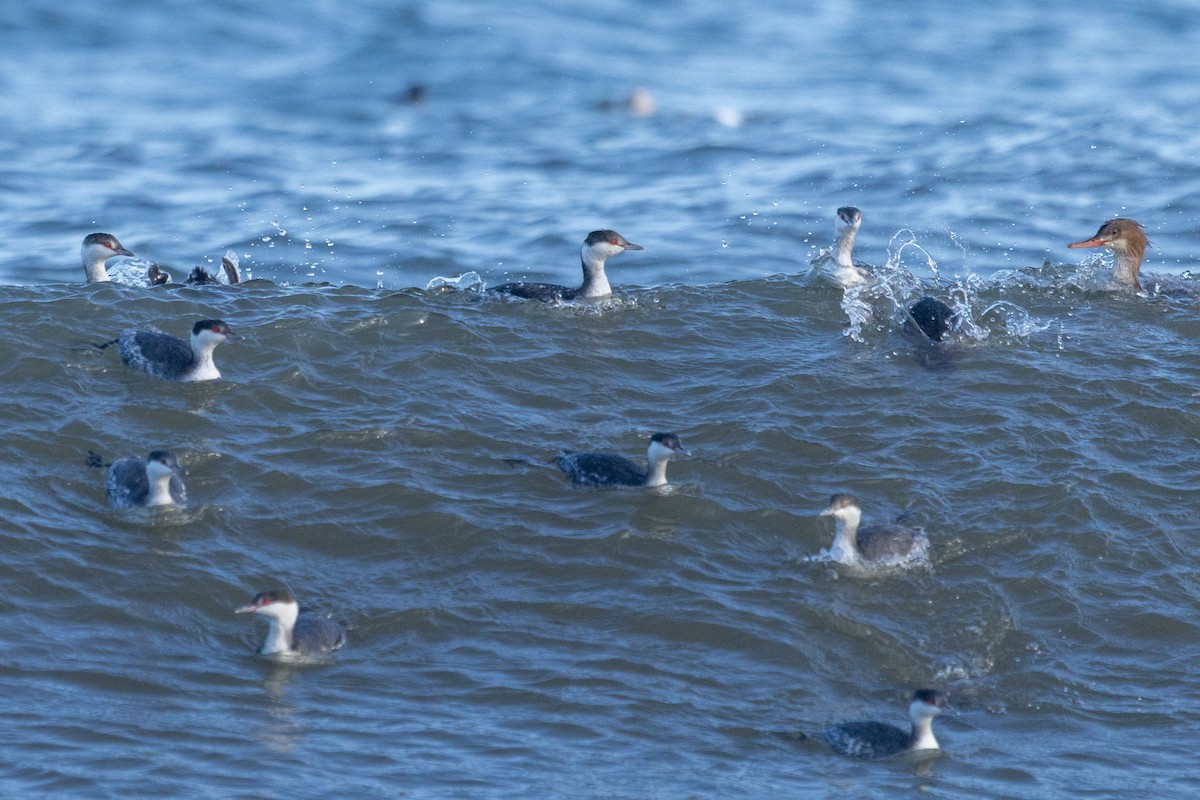 Horned Grebe - ML645845778