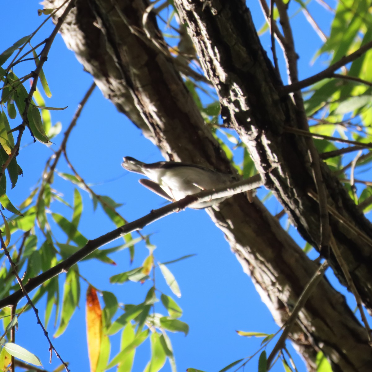 Chestnut-sided Warbler - ML645845779