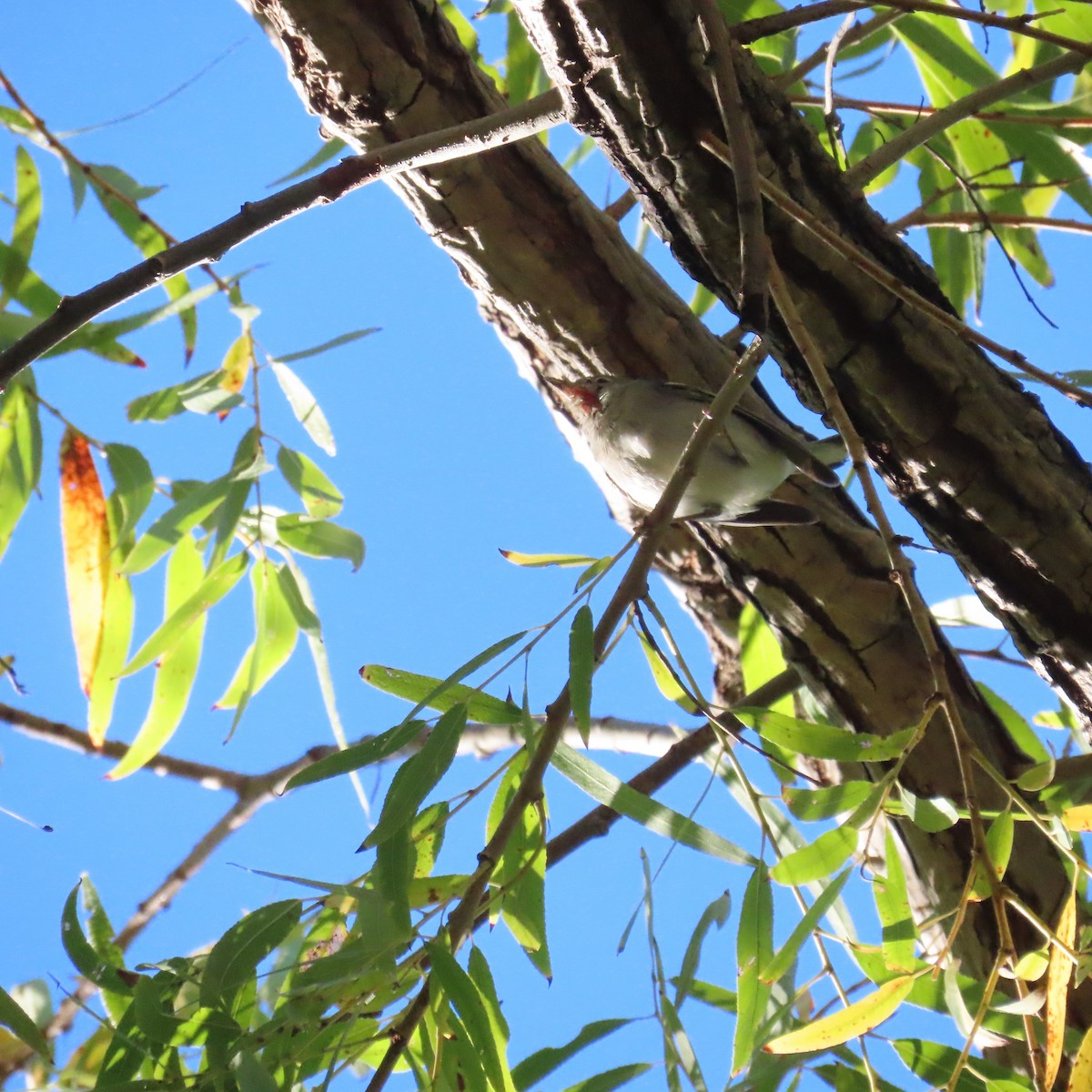 Chestnut-sided Warbler - ML645845780