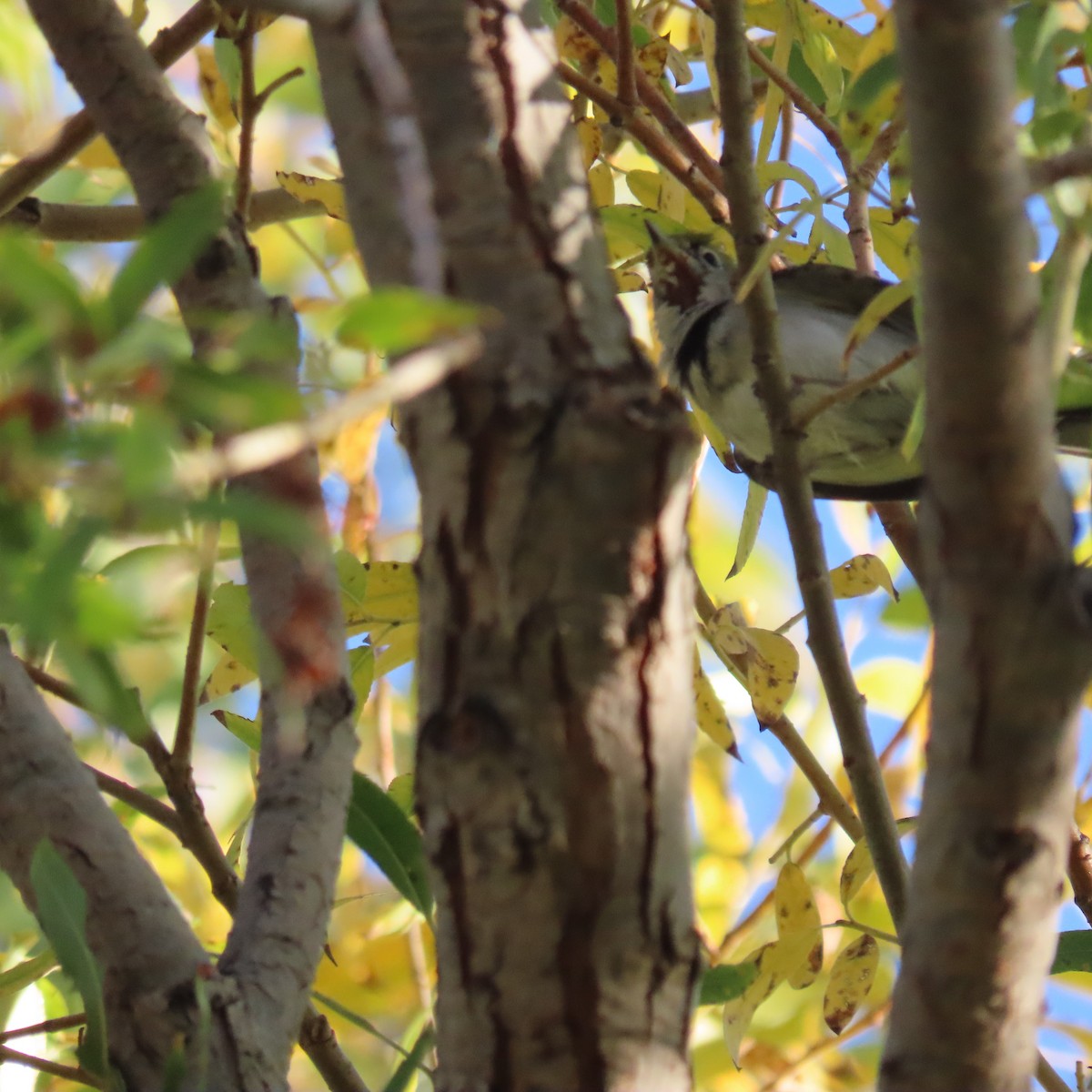 Chestnut-sided Warbler - ML645845782