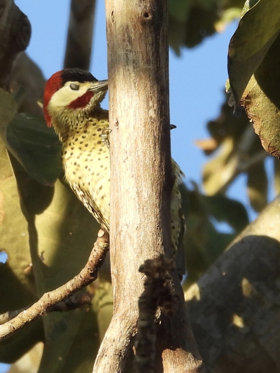 Green-barred Woodpecker - ML645845792