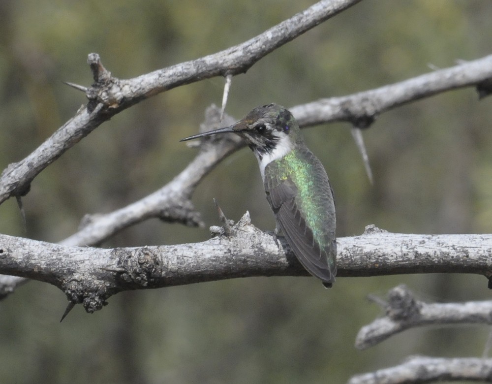 コスタハチドリ - ML645845795