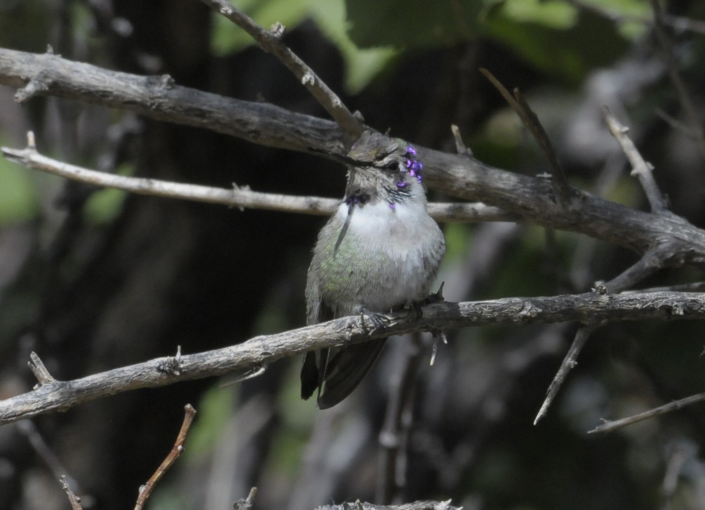 コスタハチドリ - ML645845800