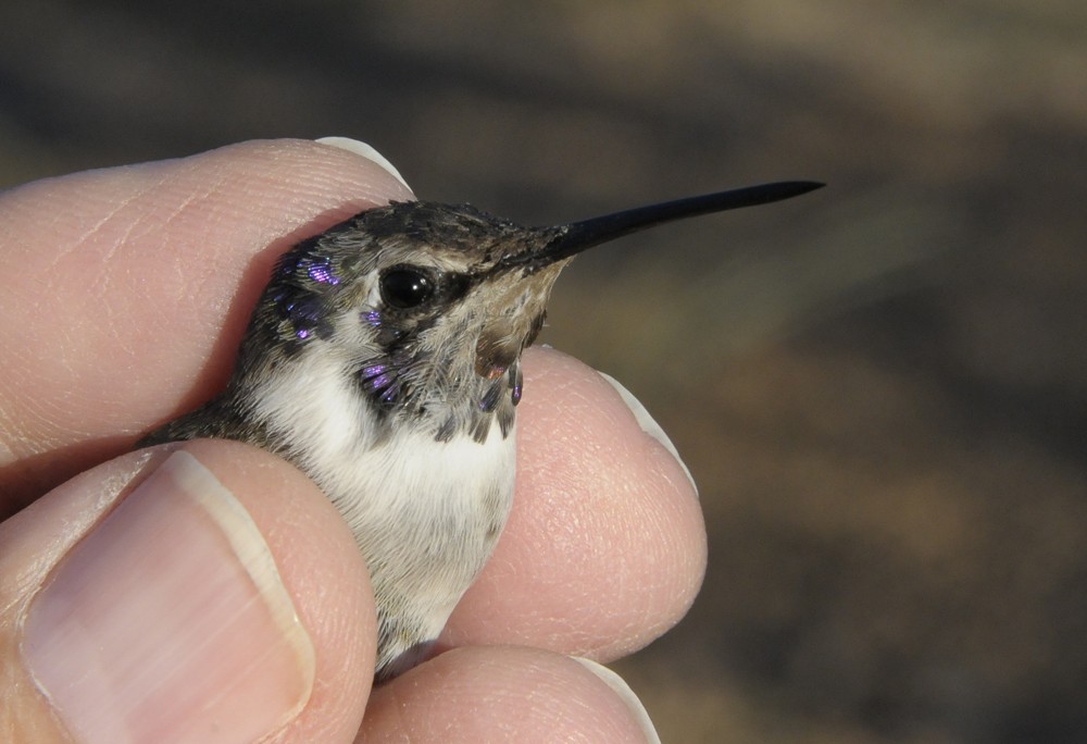 コスタハチドリ - ML645845803