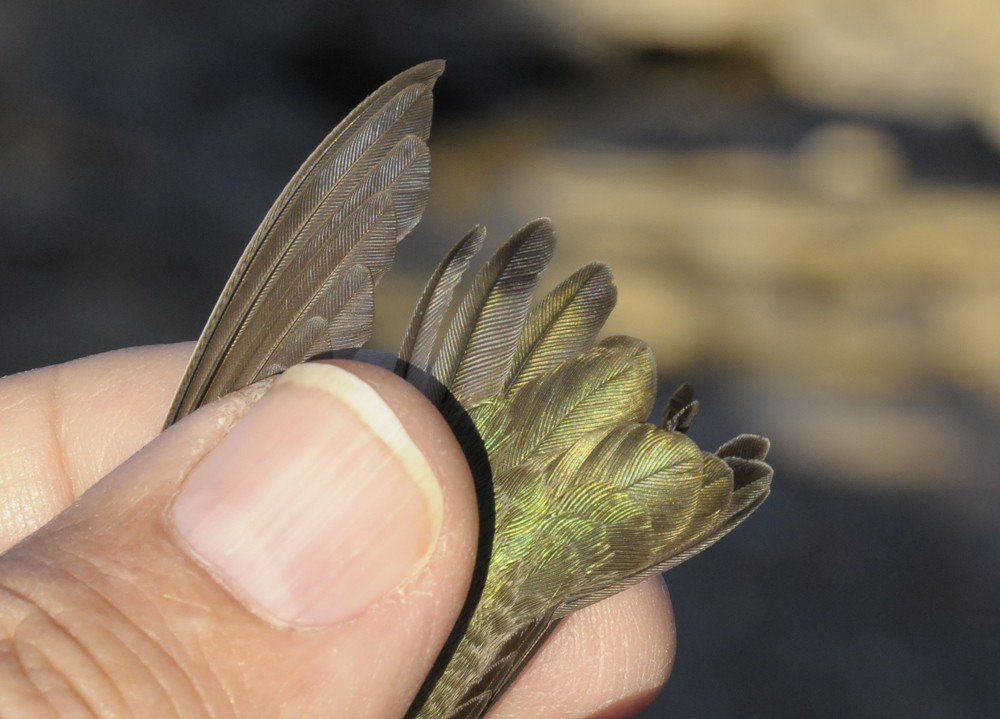 コスタハチドリ - ML645845805