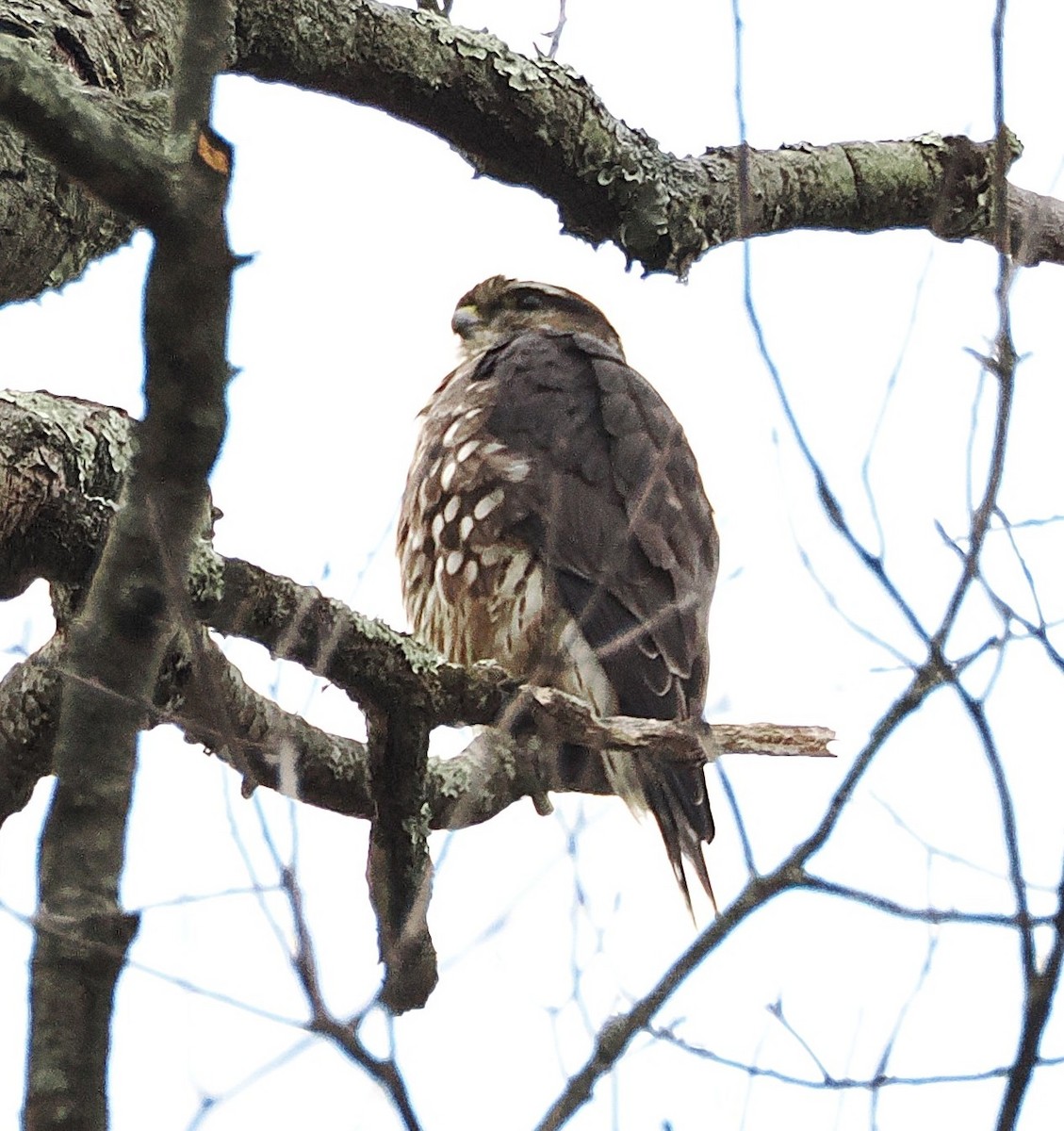 Merlin - ML645845808