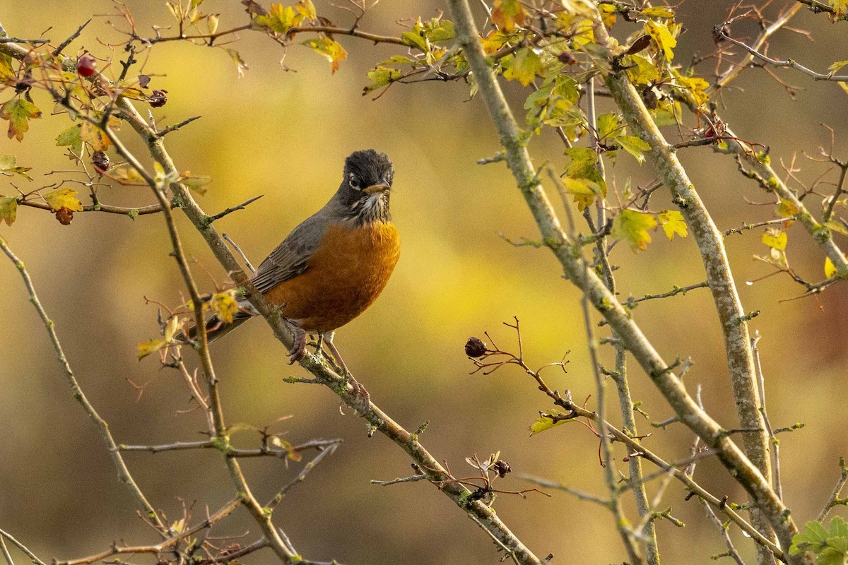 American Robin - ML645845815