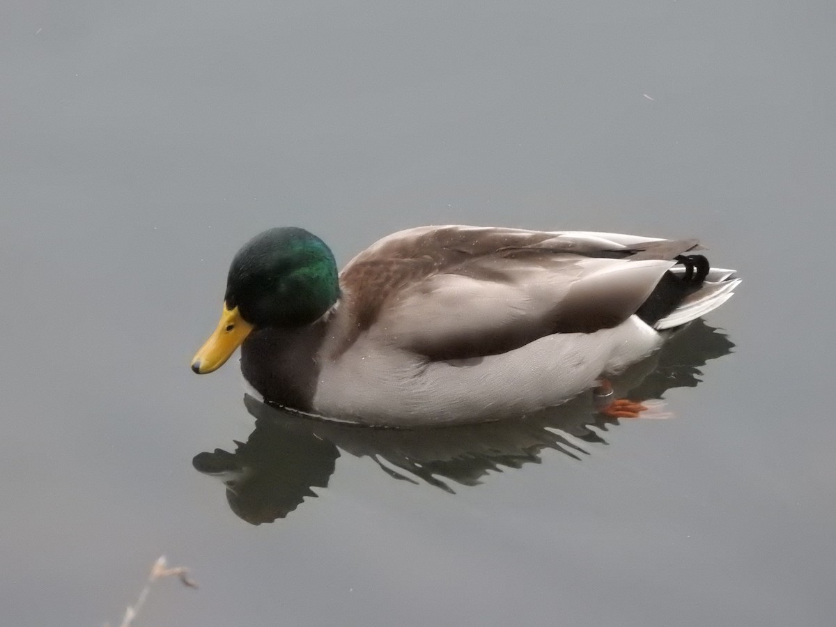 Mallard - ML645845817