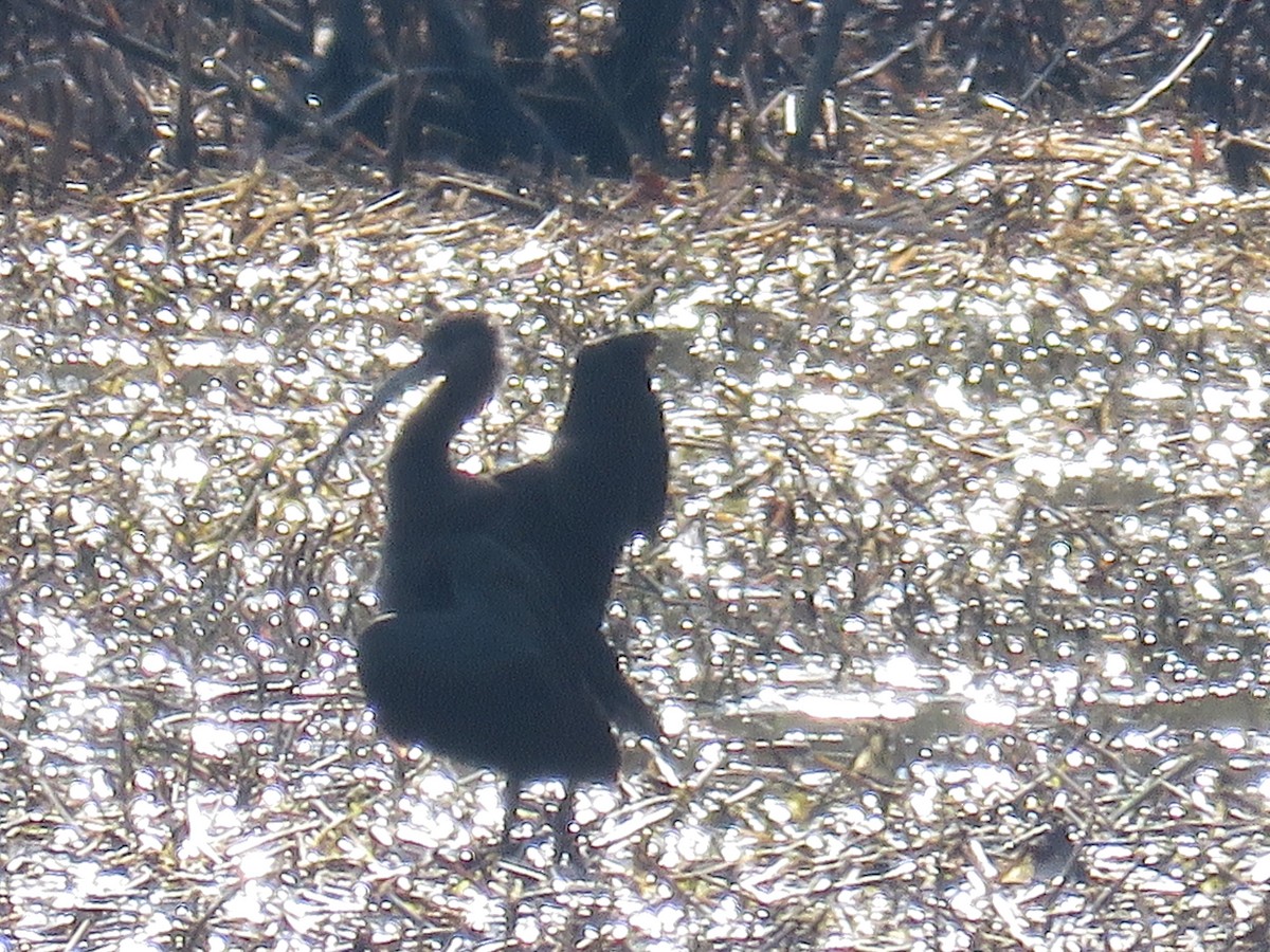 Glossy Ibis - ML645845824
