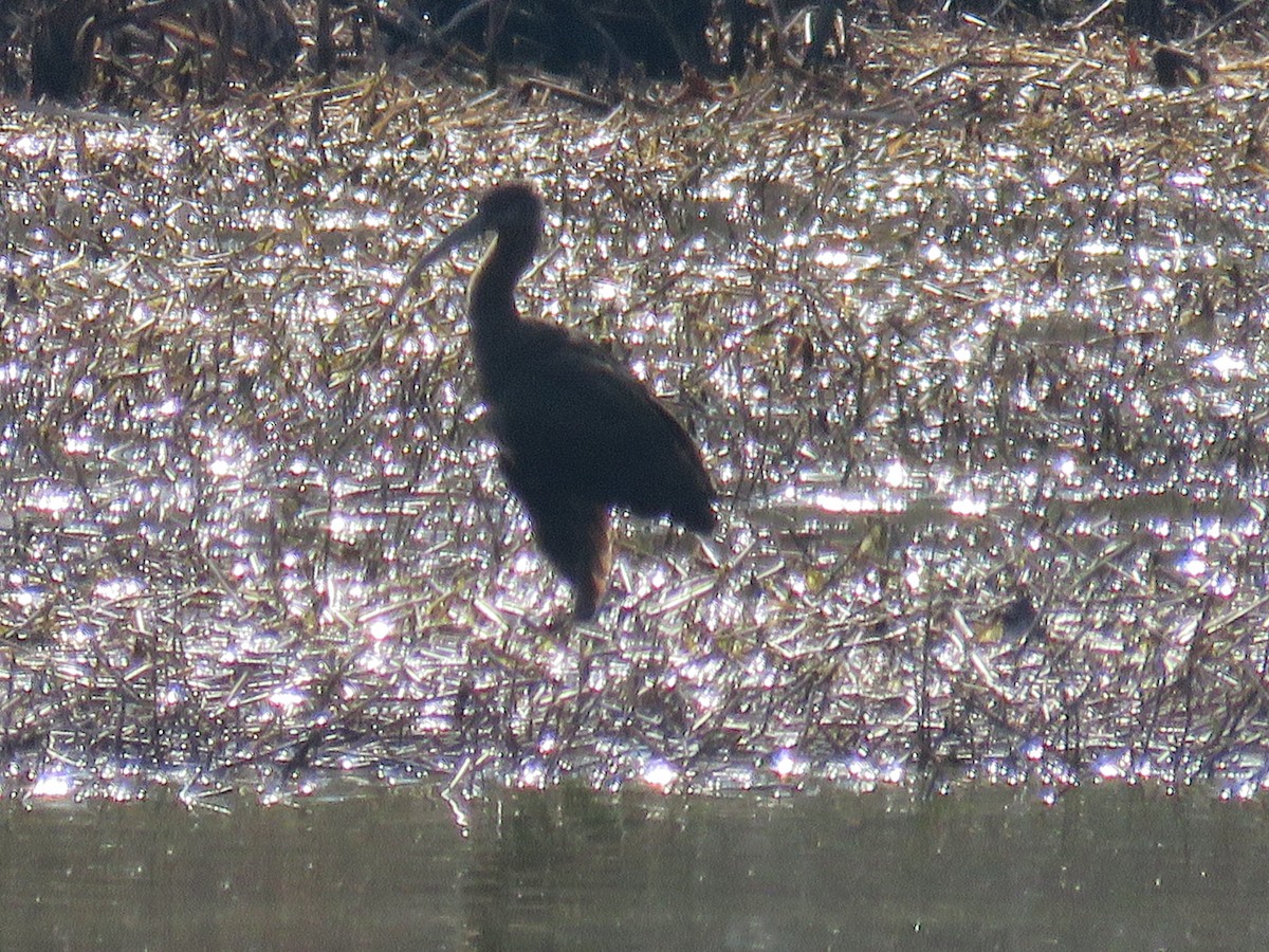 Glossy Ibis - ML645845825