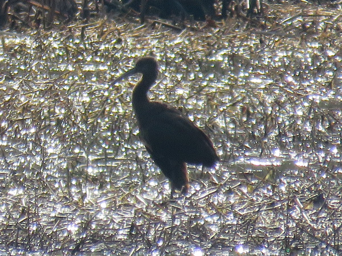 Glossy Ibis - ML645845826