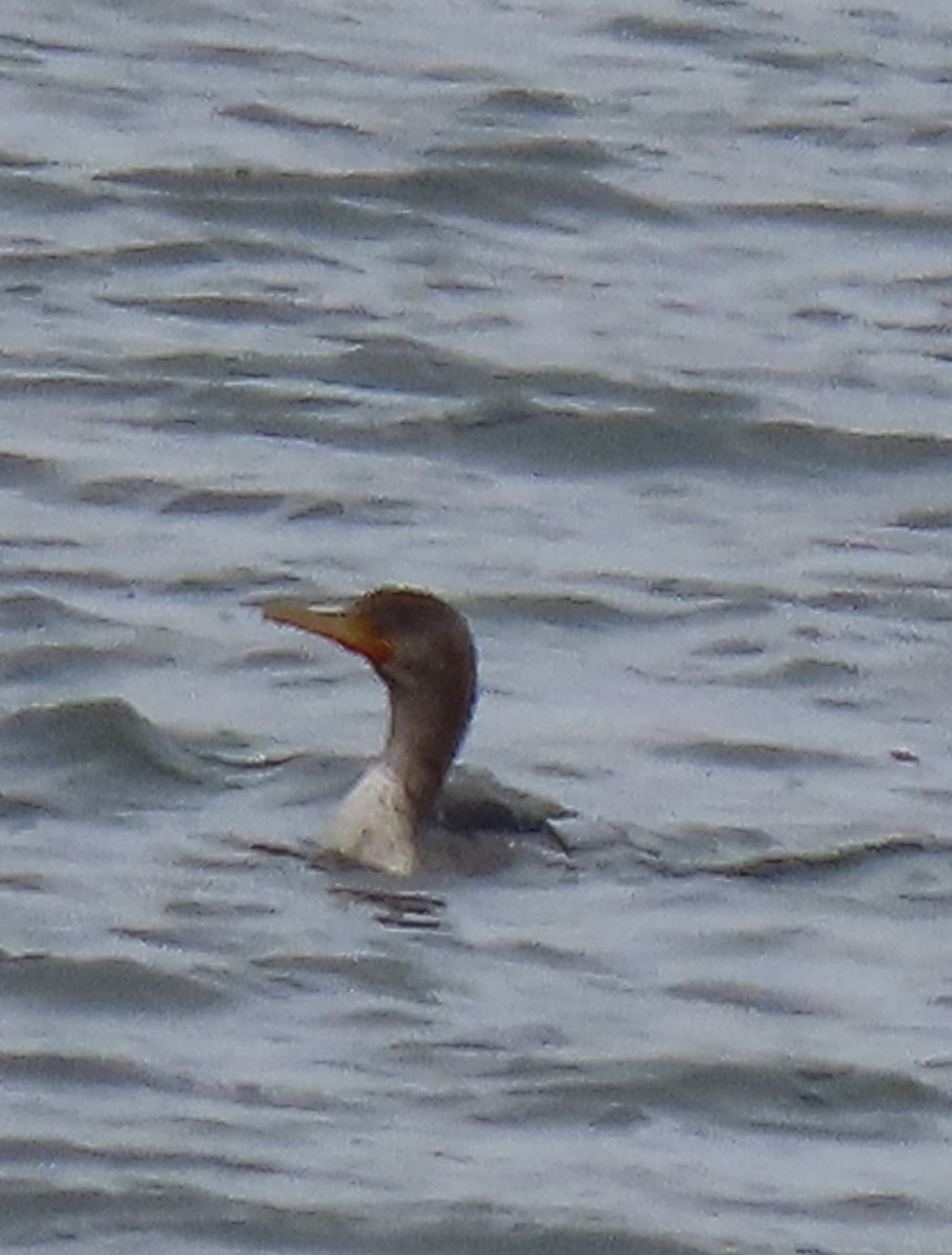 Cormoran à aigrettes - ML645845829