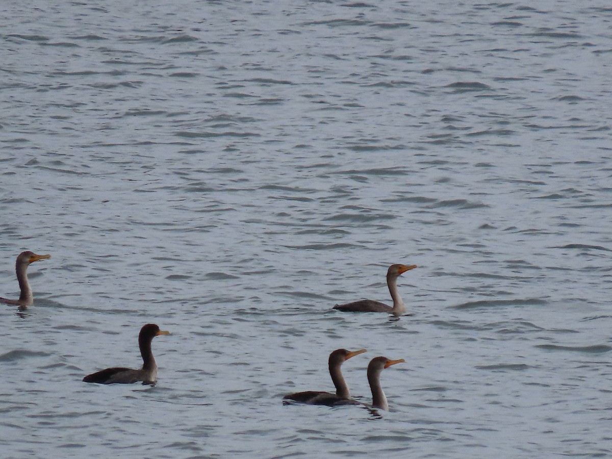 Cormoran à aigrettes - ML645845830