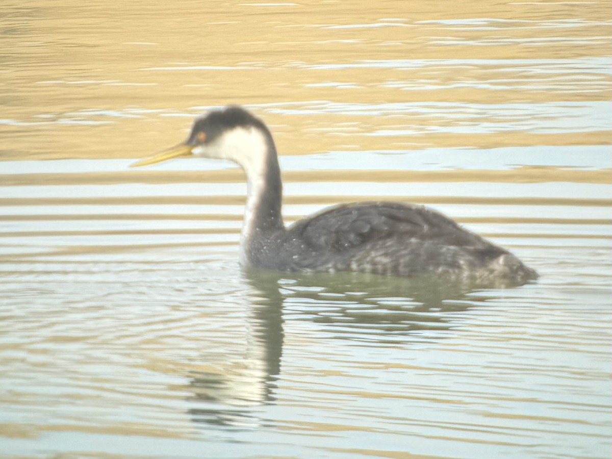 potápka západní - ML645845833