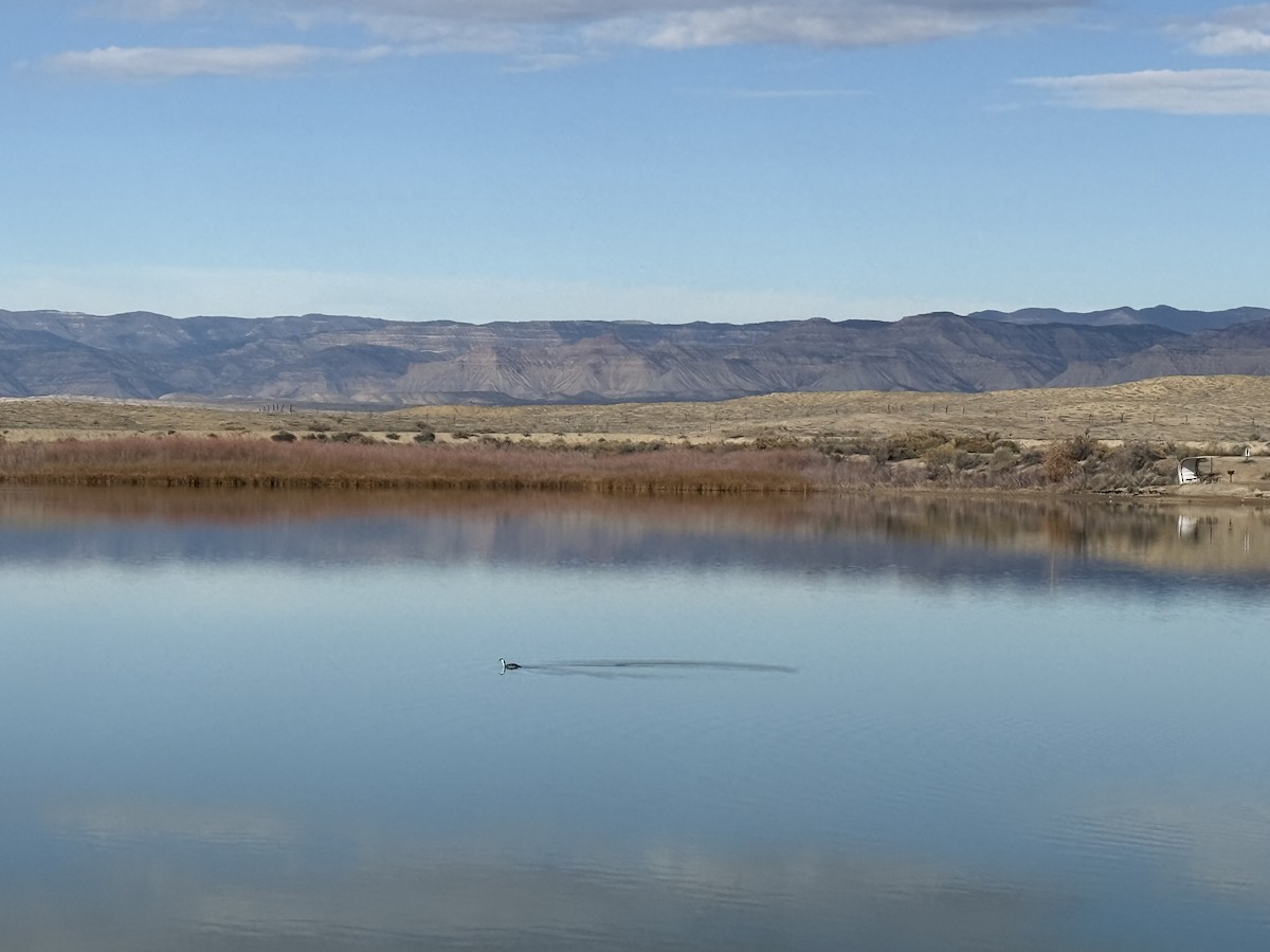 potápka západní - ML645845834