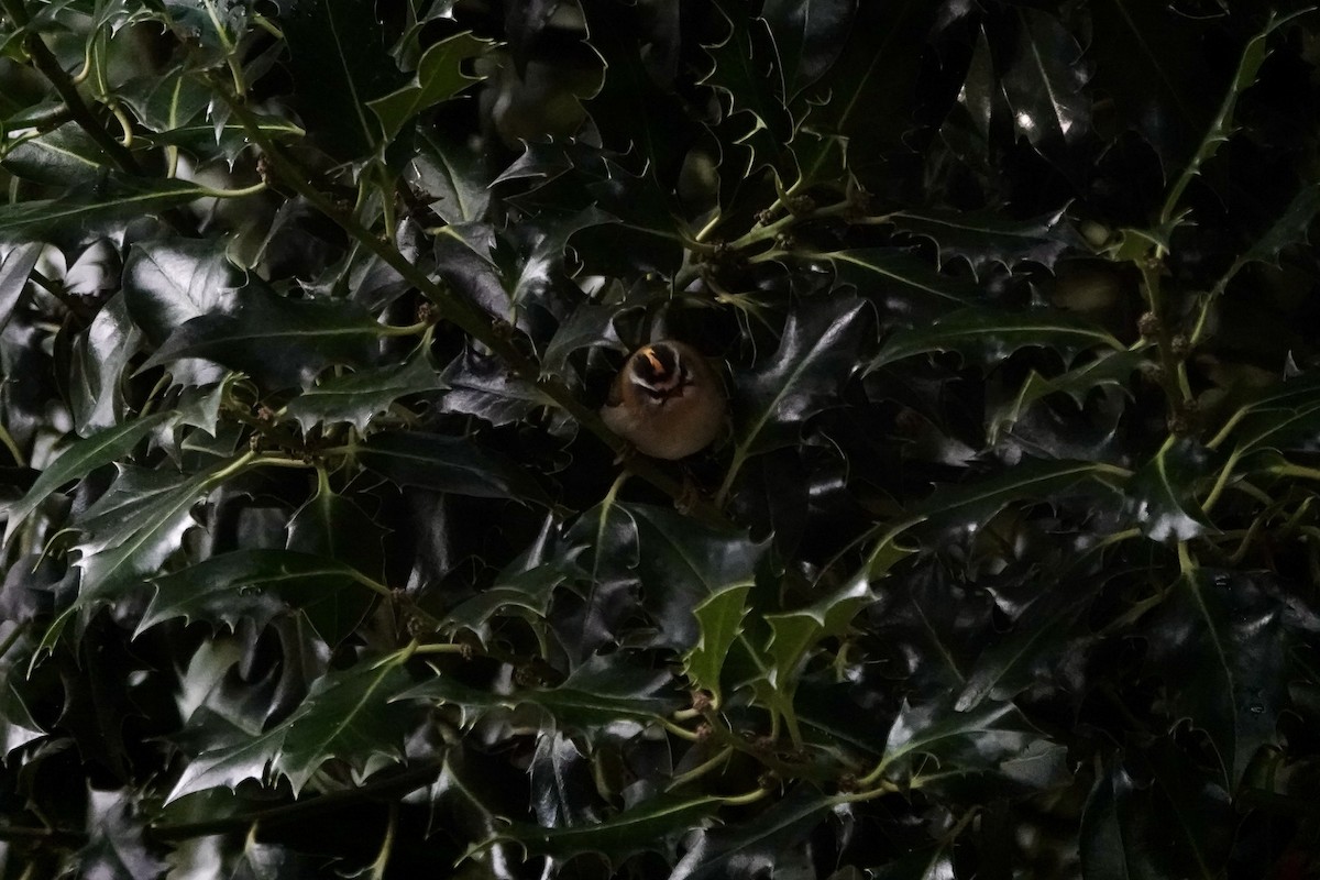 Common Firecrest - ML645845839