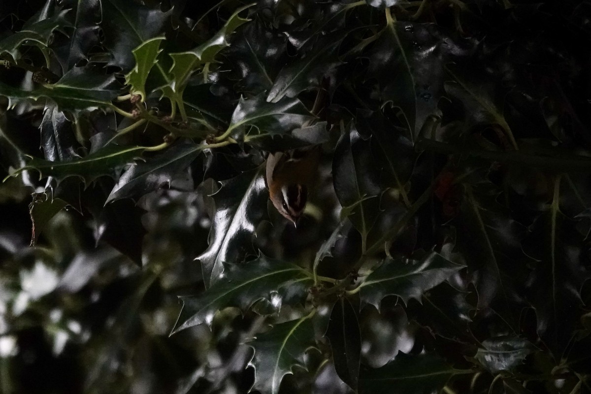 Common Firecrest - ML645845842