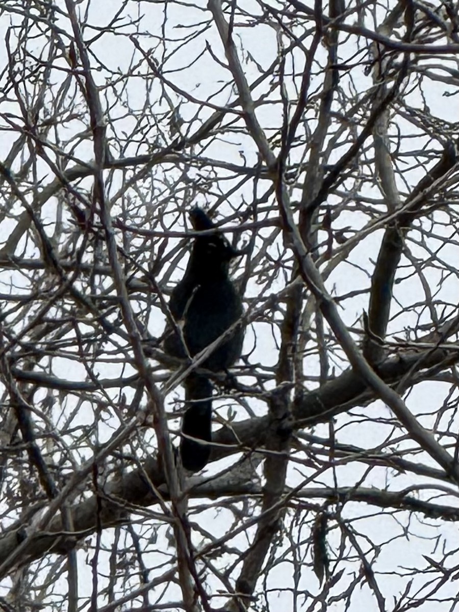 sojka Stellerova - ML645845844