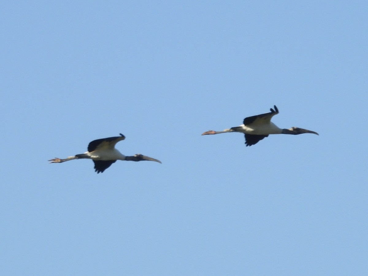 Wood Stork - ML645845891