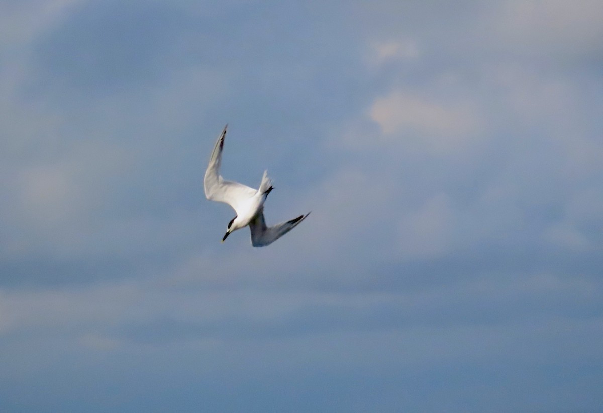 Kara Gagalı Sumru - ML645845894