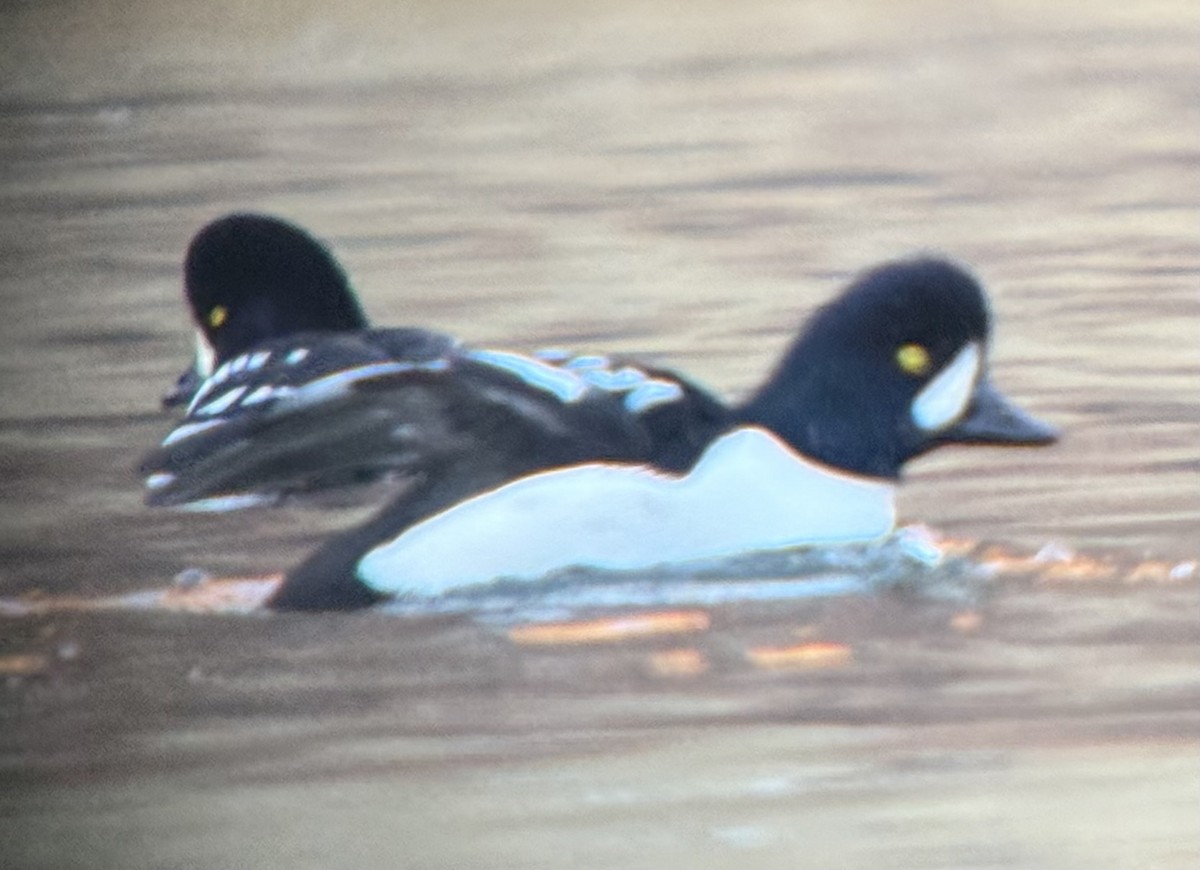 Barrow's Goldeneye - ML645845895