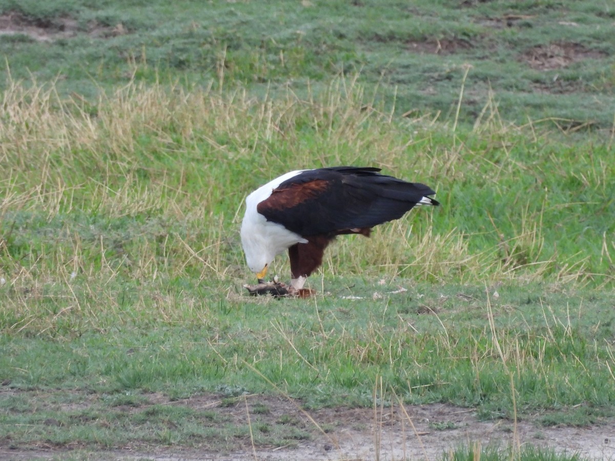 flodørn - ML645845918