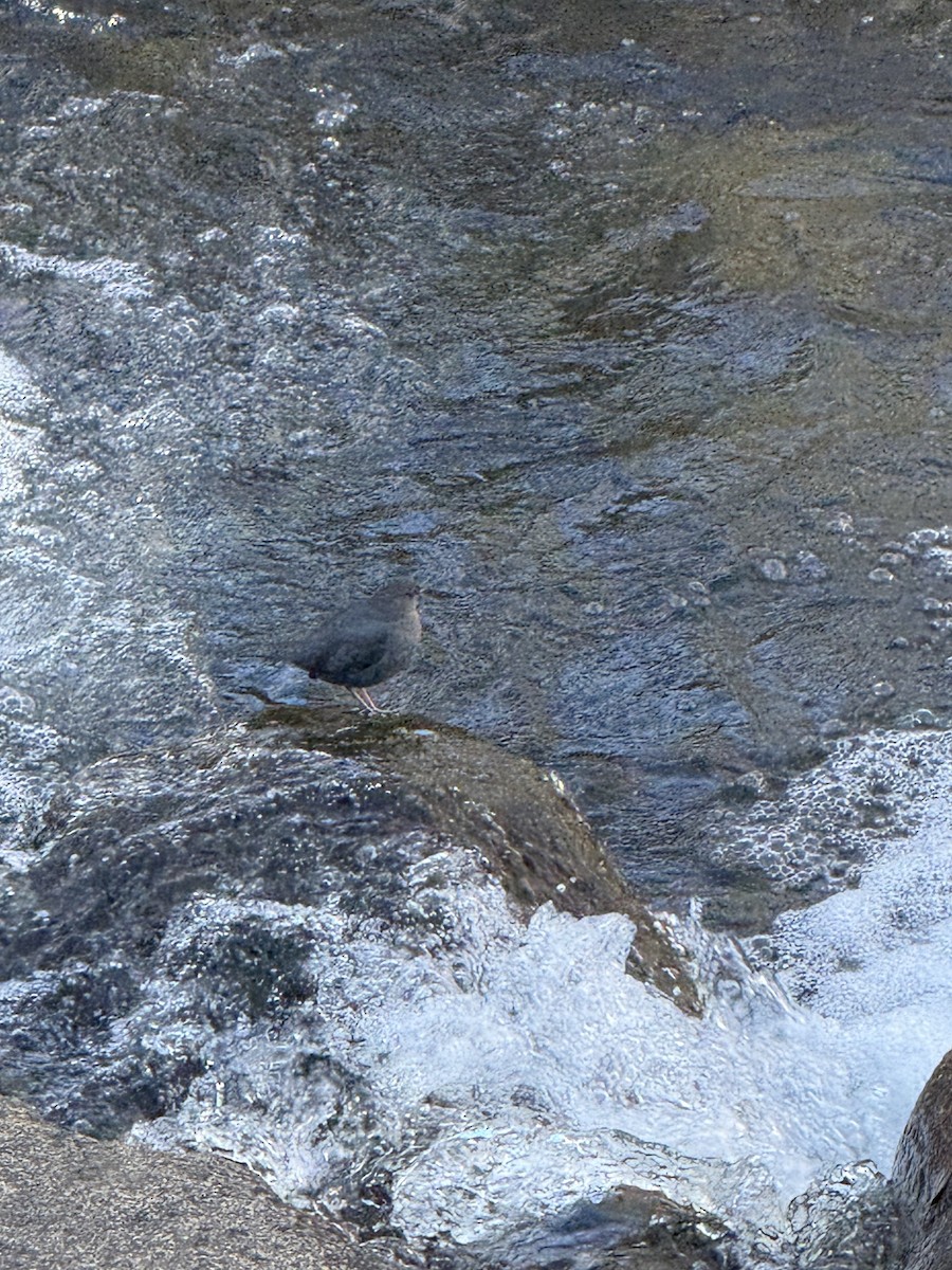 American Dipper - ML645845941