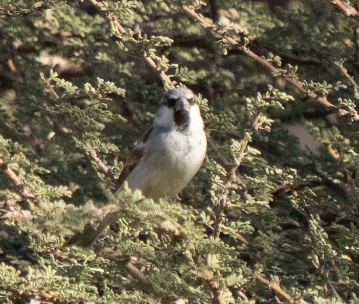 House Sparrow - ML645845953