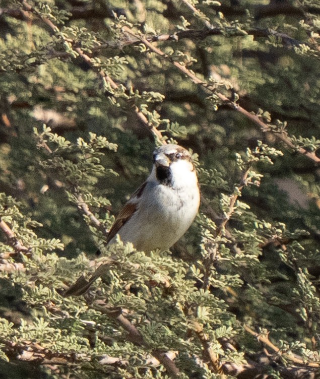 House Sparrow - ML645845954
