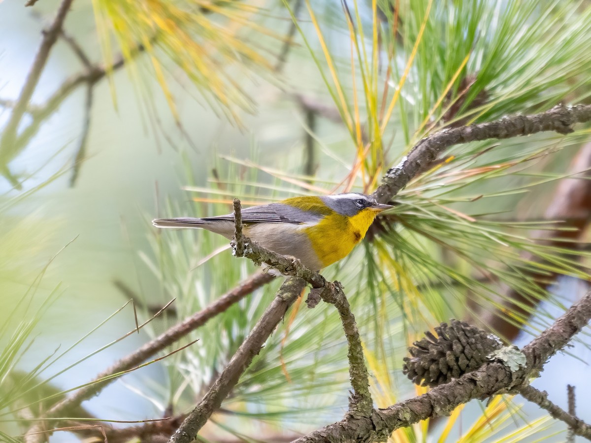 Reinita Cejuda - ML645845956