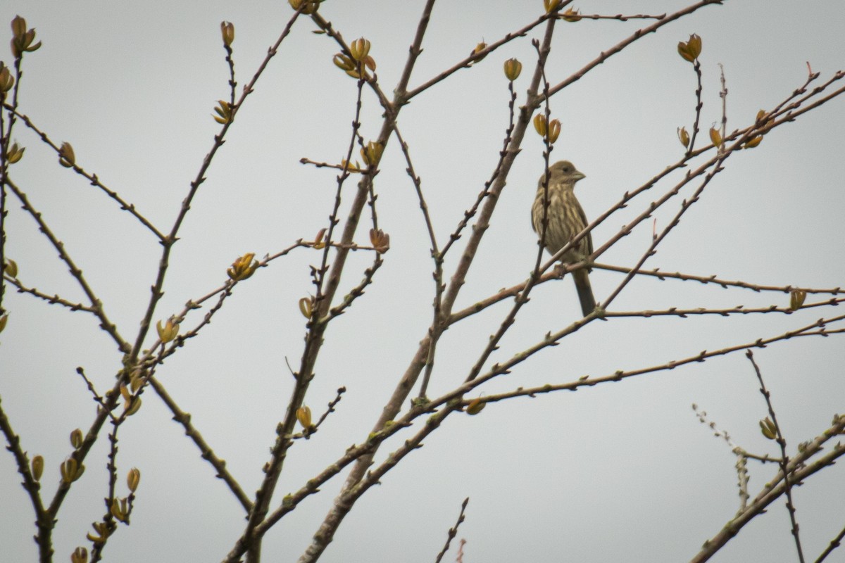 House Finch - ML645845962