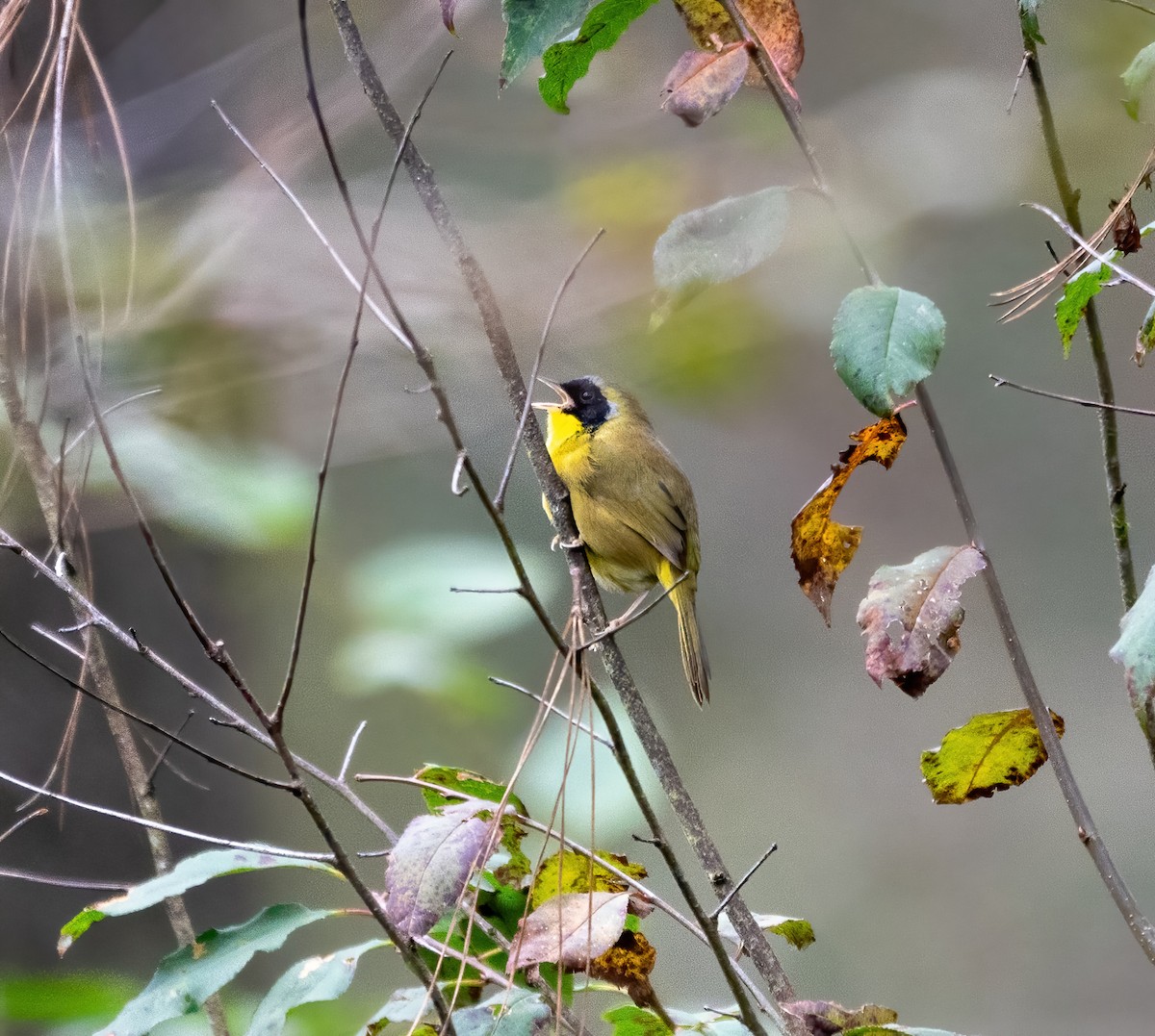 Hooded Yellowthroat - ML645845974