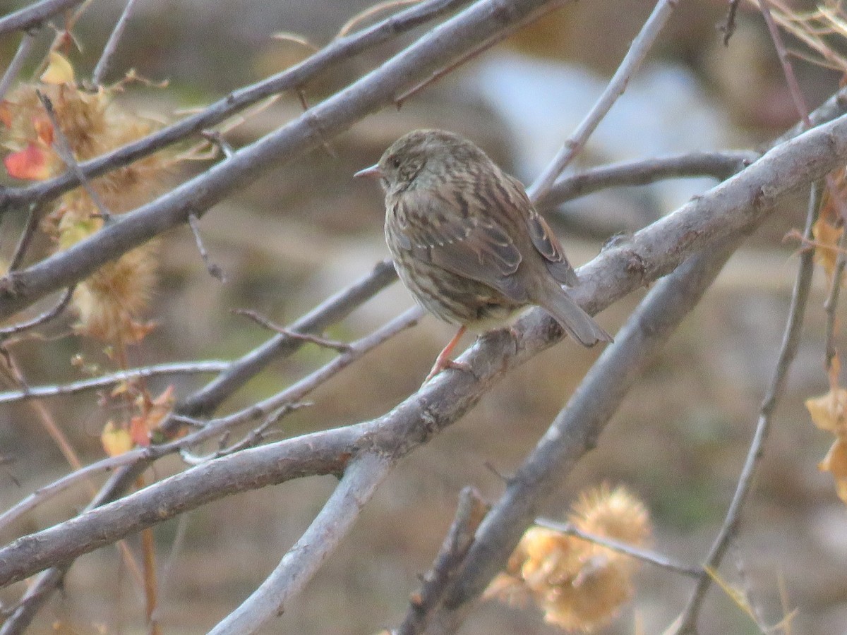 Accenteur mouchet - ML645845980