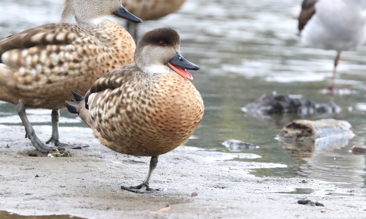 Schopfente - ML645845981