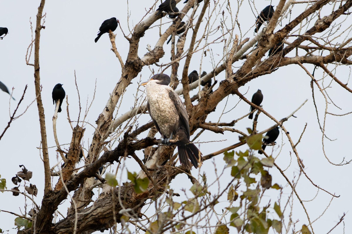 Cormoran vigua - ML645845982