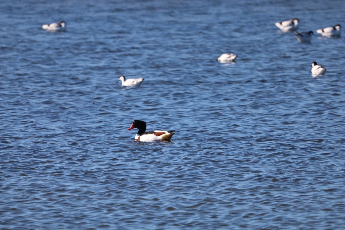 Brandgans - ML645845983