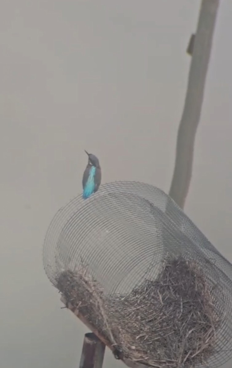 Eisvogel - ML645845995