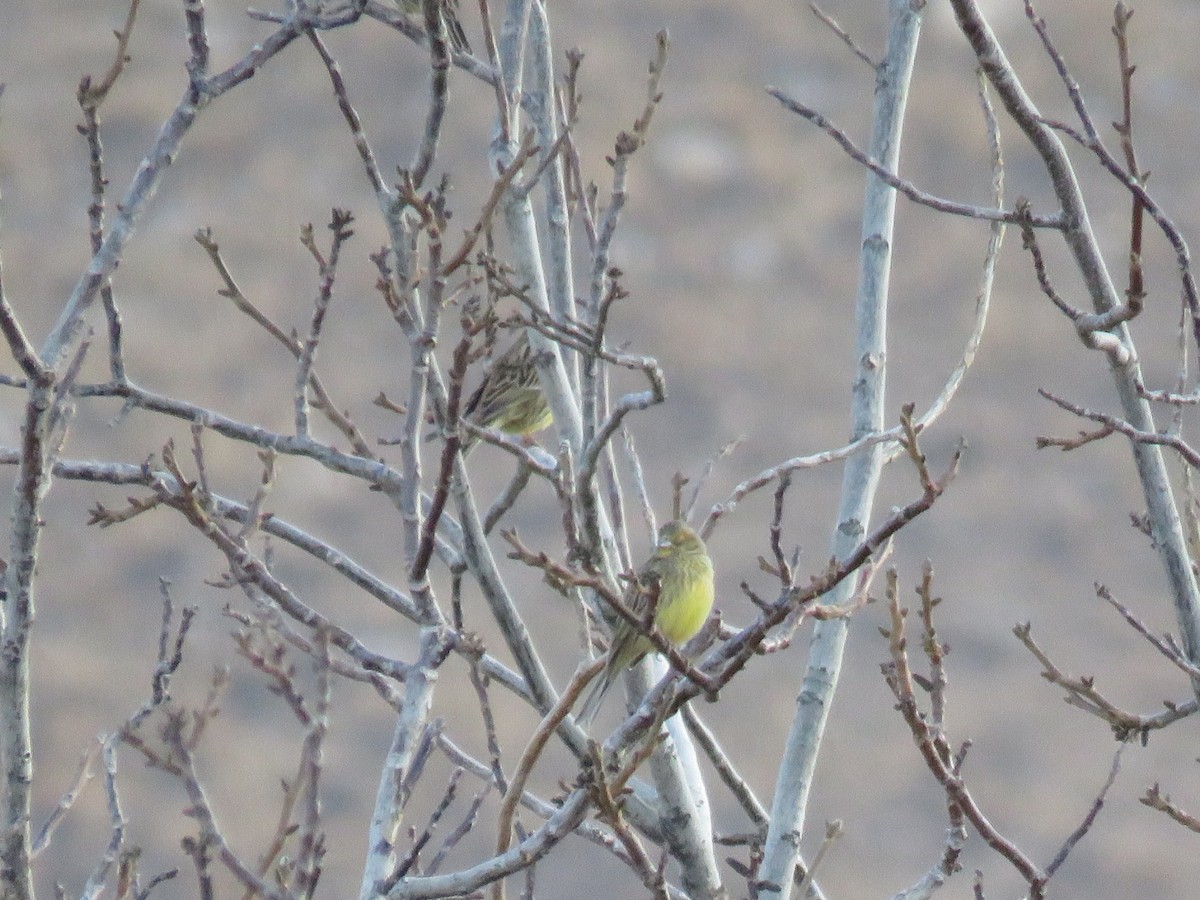 Goldammer - ML645845996