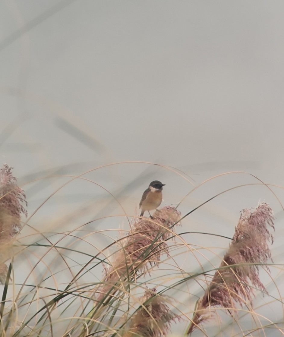 Schwarzkehlchen - ML645845997