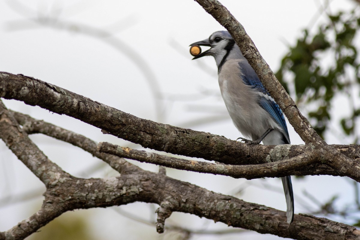 Blauhäher - ML645845998