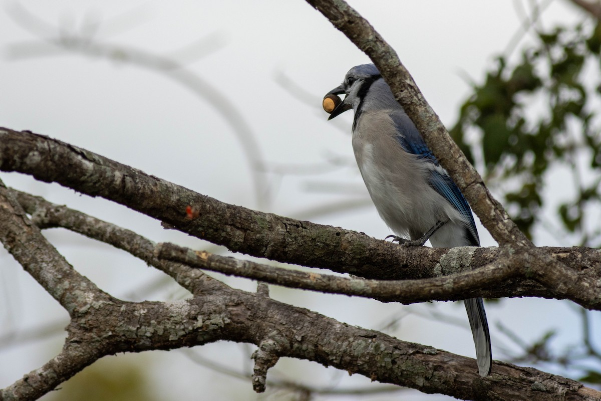 Blauhäher - ML645845999