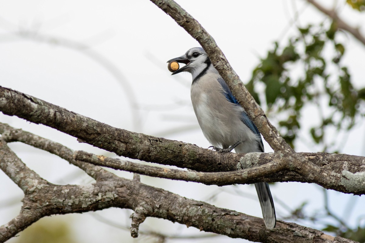 Blauhäher - ML645846000