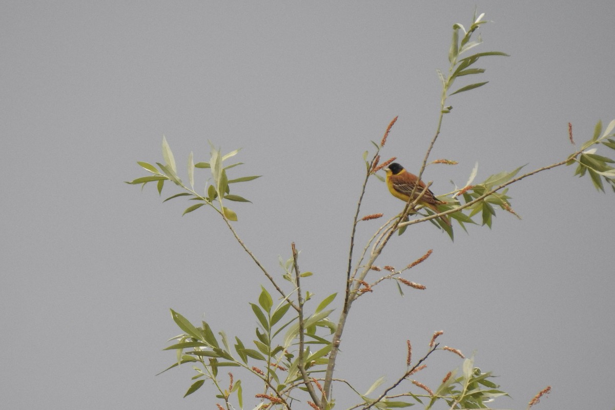 Kappenammer - ML645846001