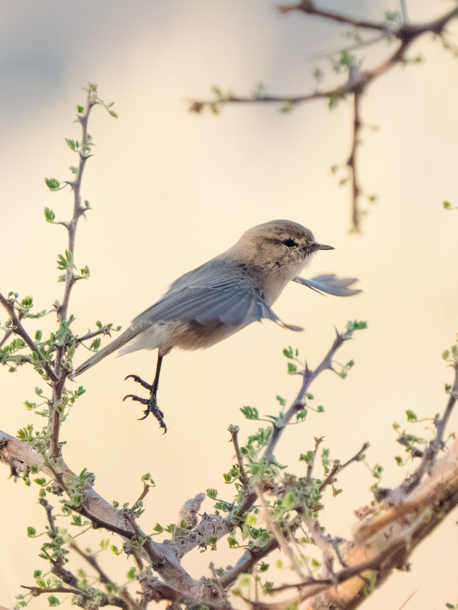 Eichenlaubsänger - ML645846002