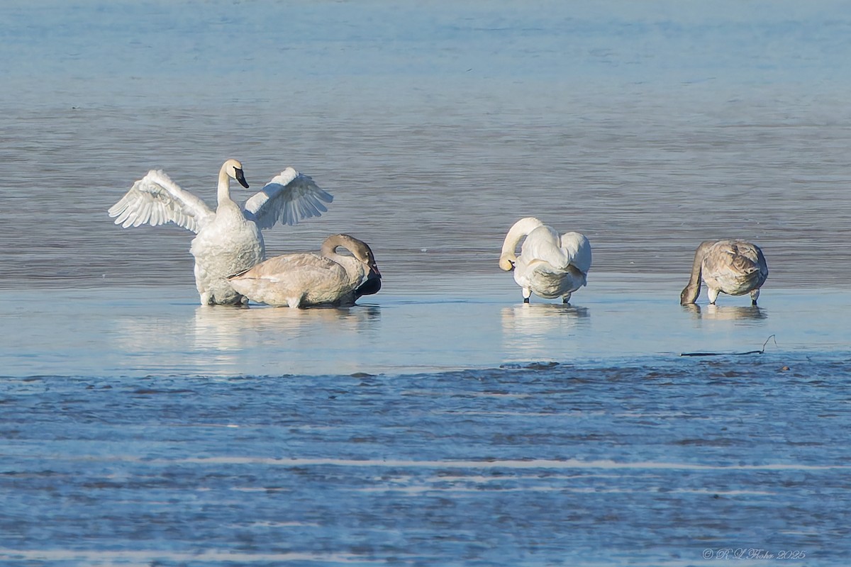 Trompeterschwan - ML645846003