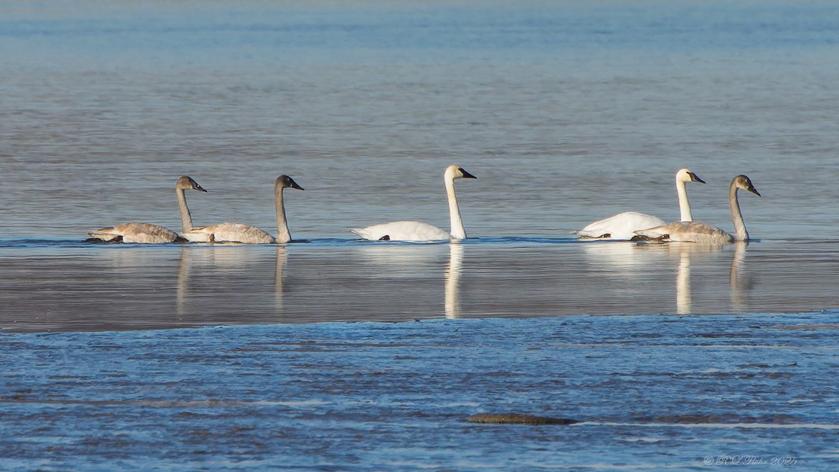 Trompeterschwan - ML645846004