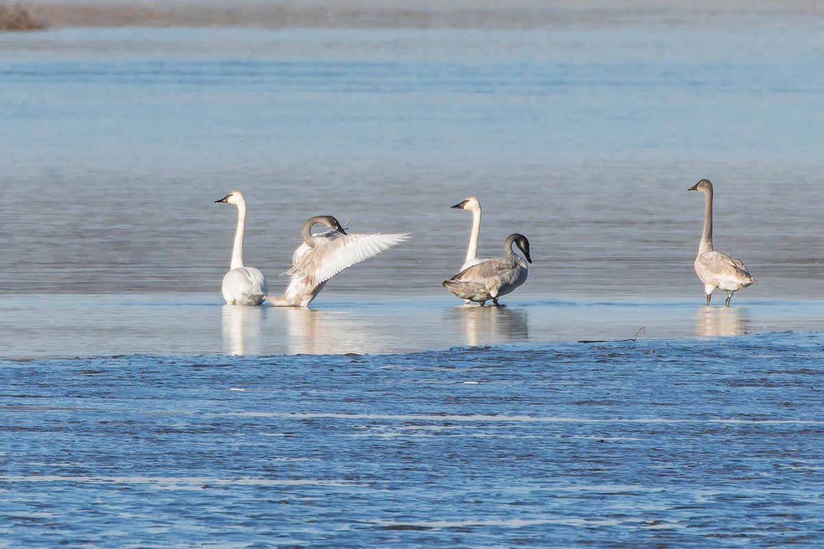 Trompeterschwan - ML645846006